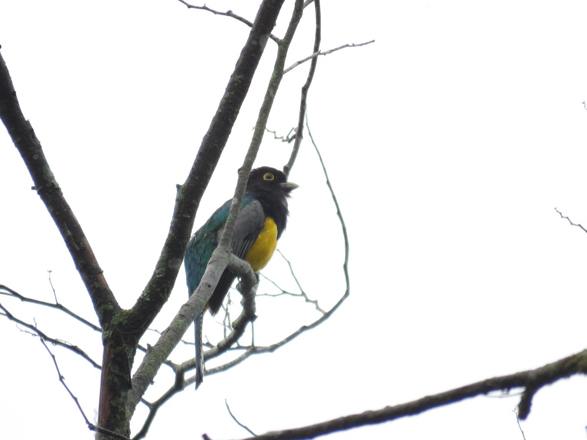 Gartered Trogon - ML107066331