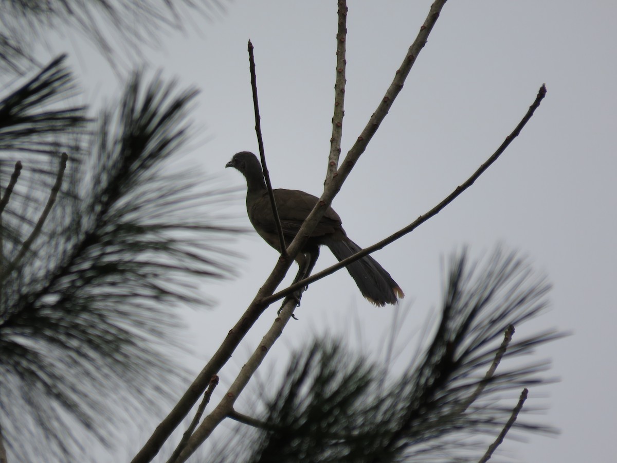 Plain Chachalaca - ML107066421