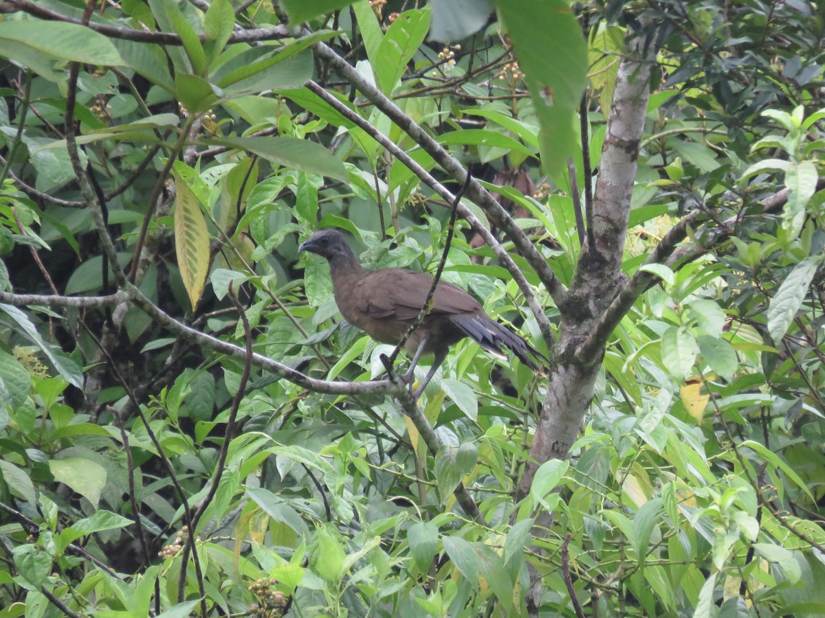 Plain Chachalaca - ML107066561