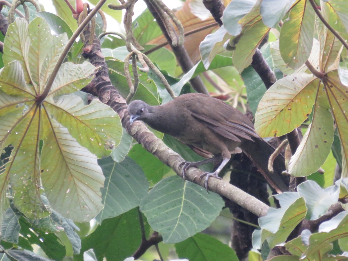 Plain Chachalaca - ML107066581
