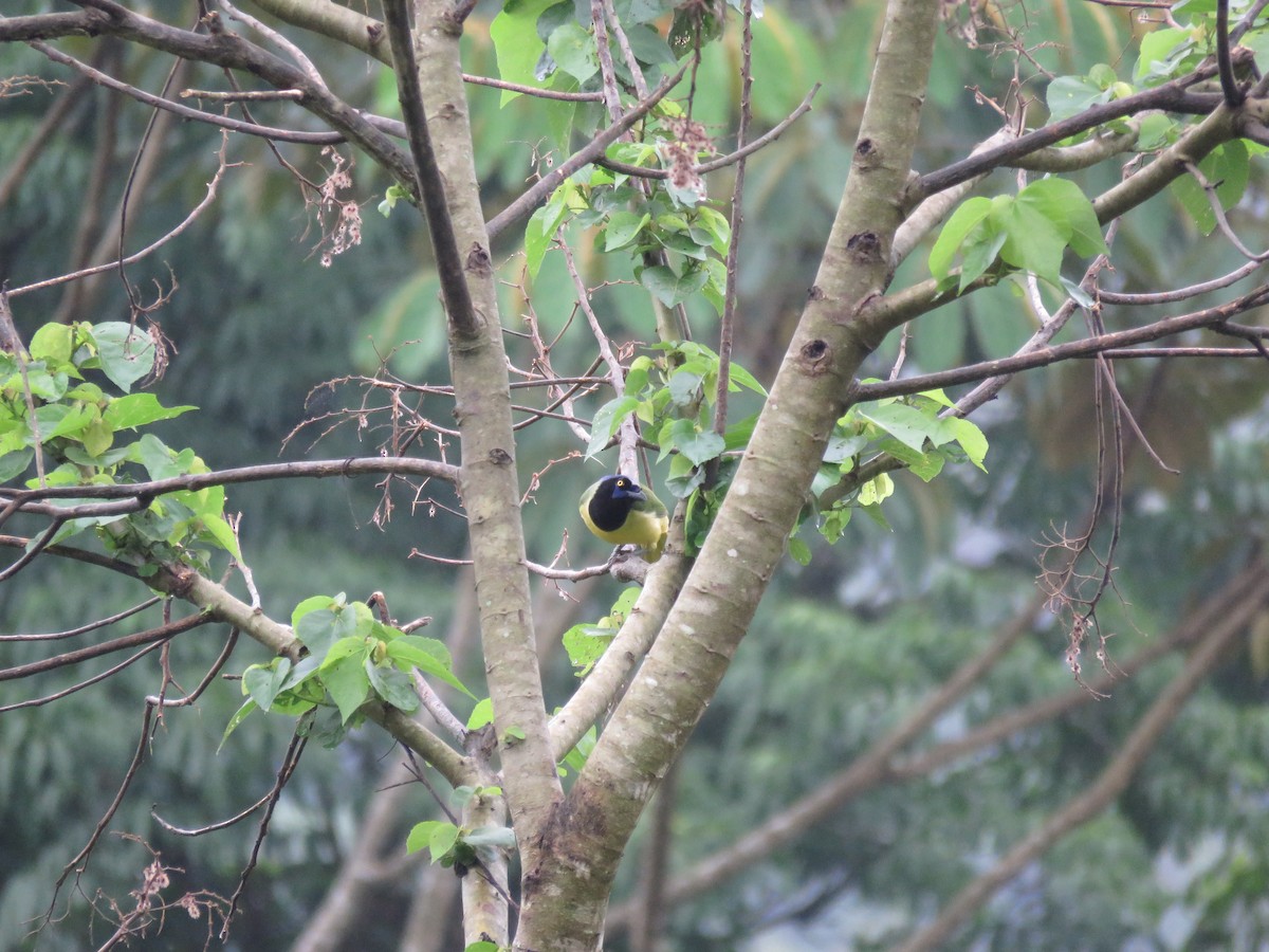 Green Jay - ML107066621
