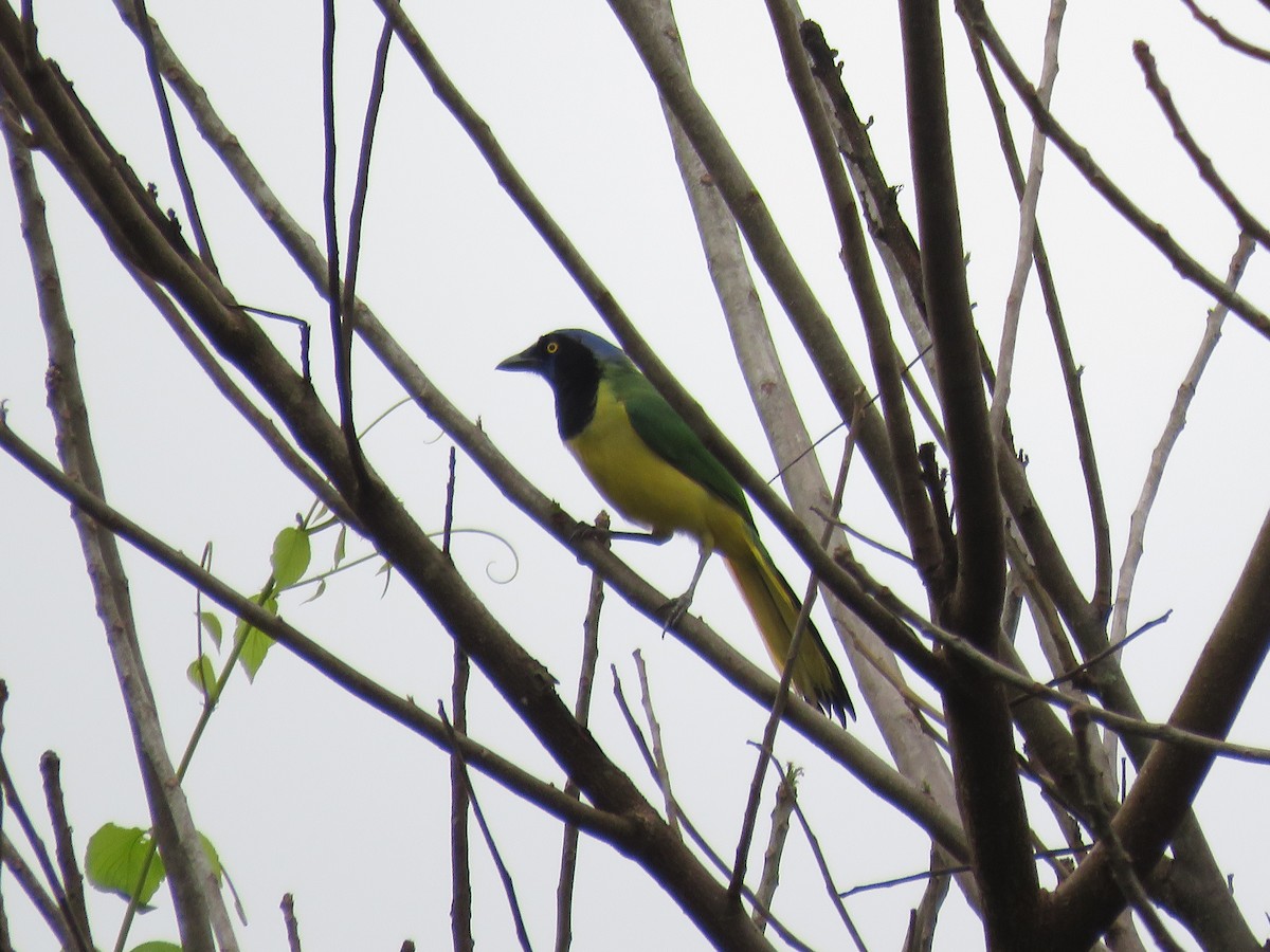 Green Jay - ML107066631