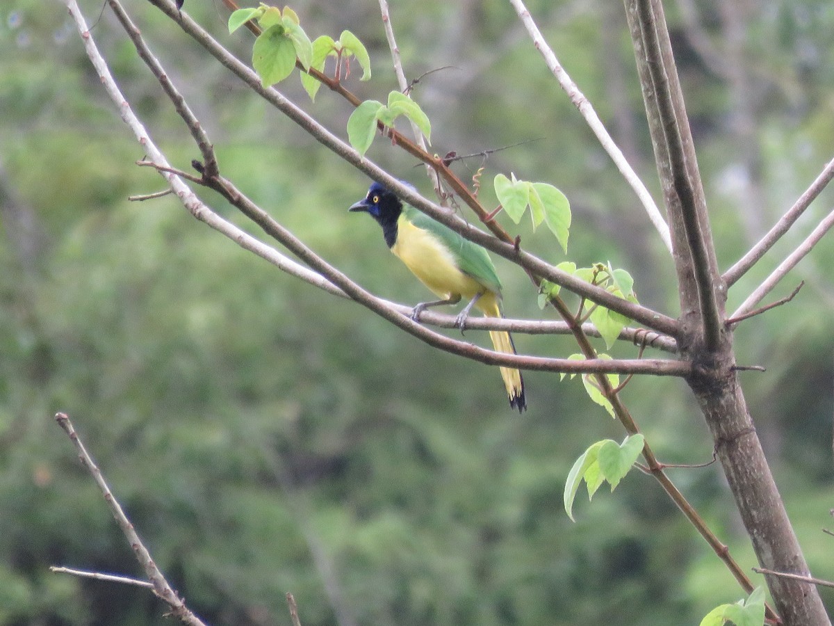 Green Jay - ML107066661