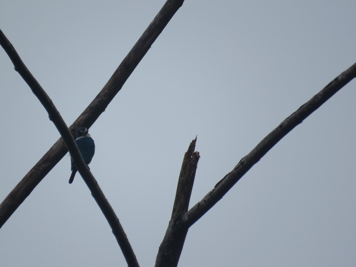 Lazuli Kingfisher - Teresa Pegan 🦋