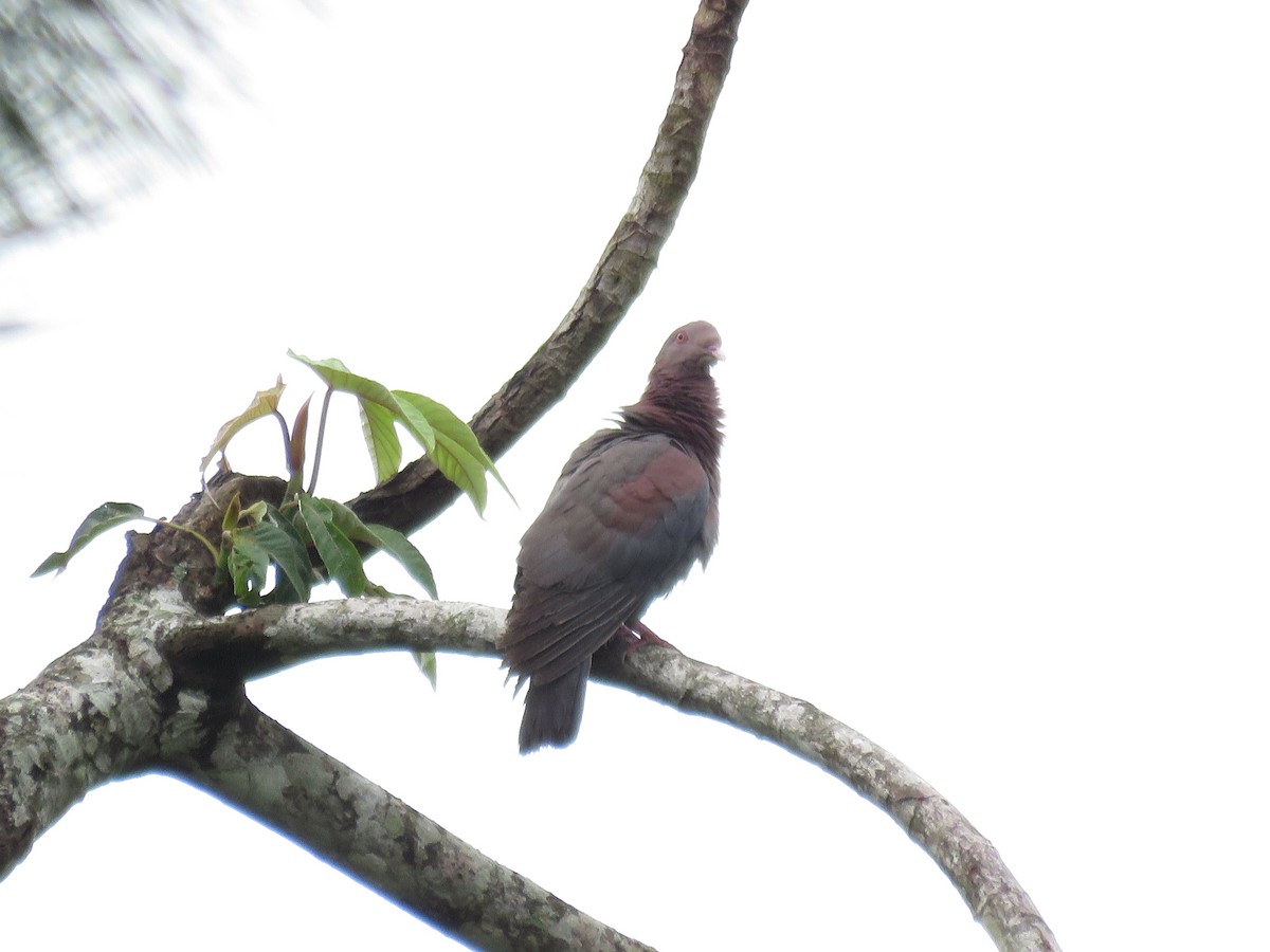 Pigeon à bec rouge - ML107066741