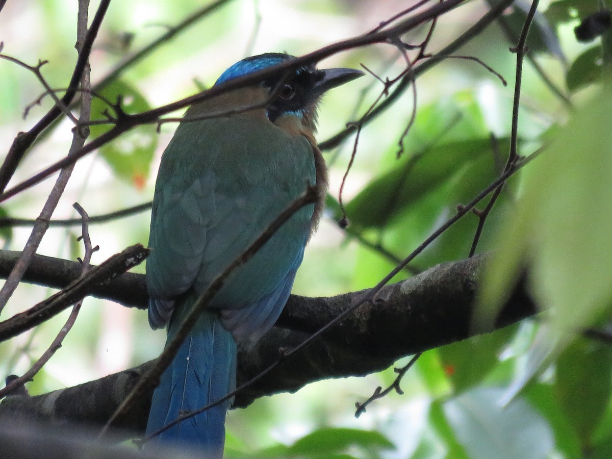 Motmot de Lesson - ML107066841