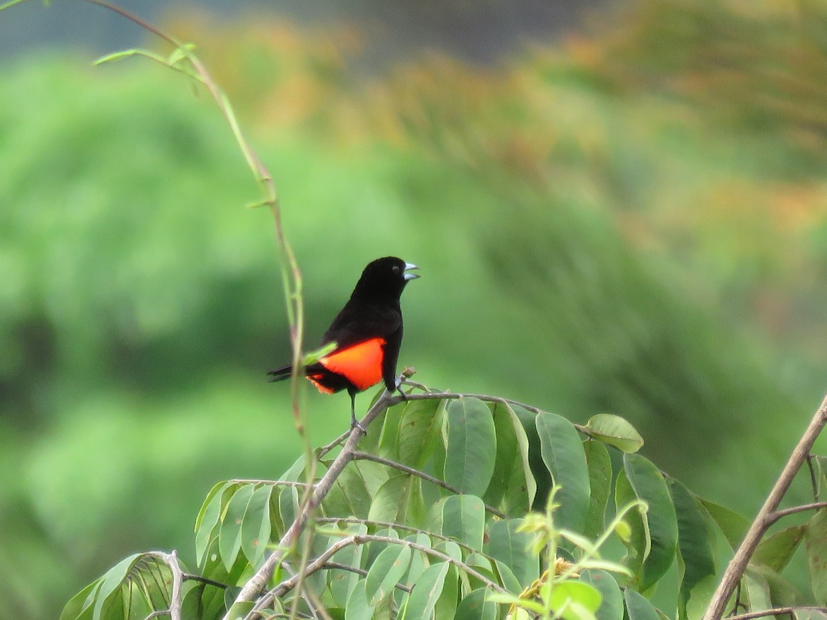 Scarlet-rumped Tanager (Passerini's) - ML107066941