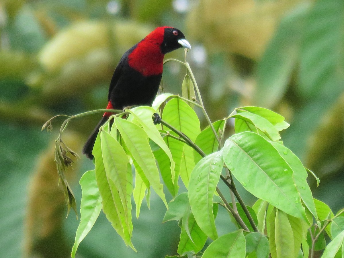 Crimson-collared Tanager - ML107067011