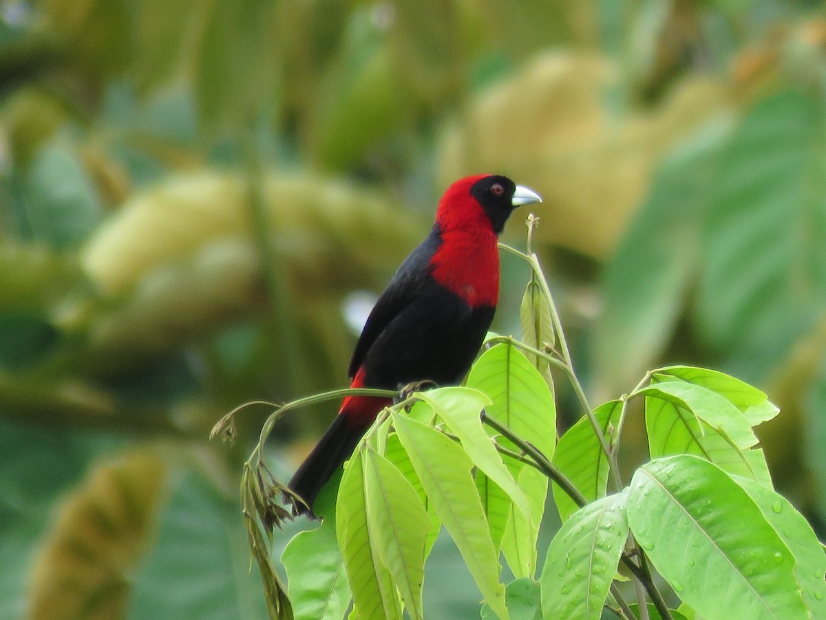 Crimson-collared Tanager - ML107067131