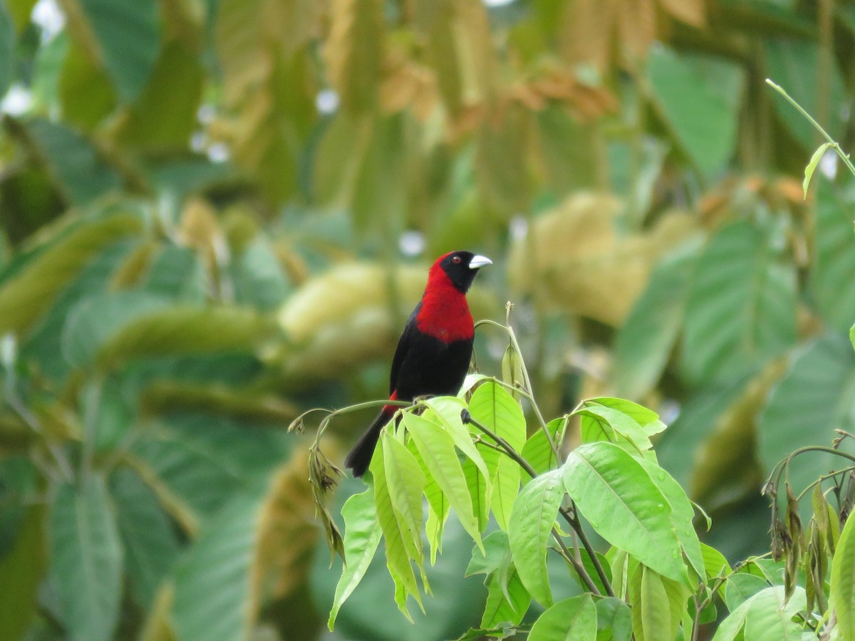 Crimson-collared Tanager - ML107067191