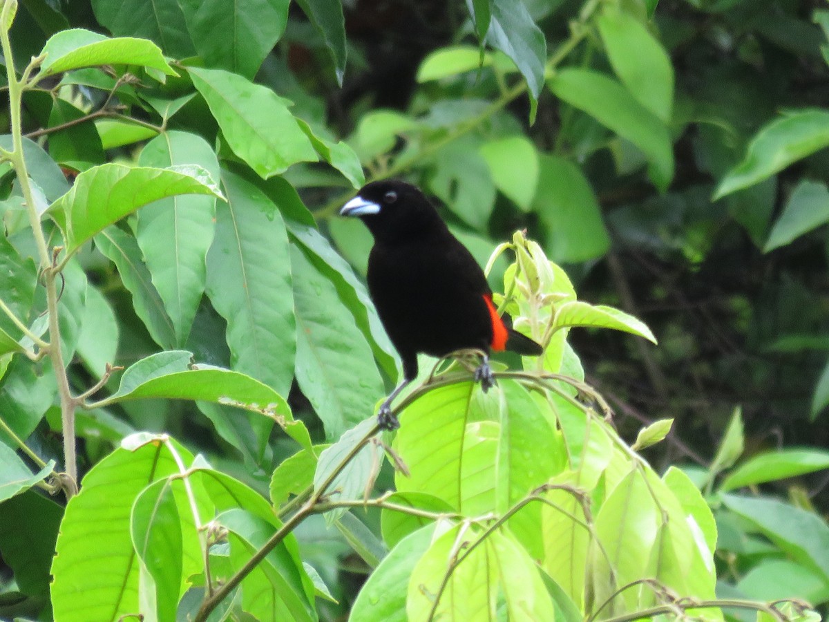 Scarlet-rumped Tanager (Passerini's) - ML107067261