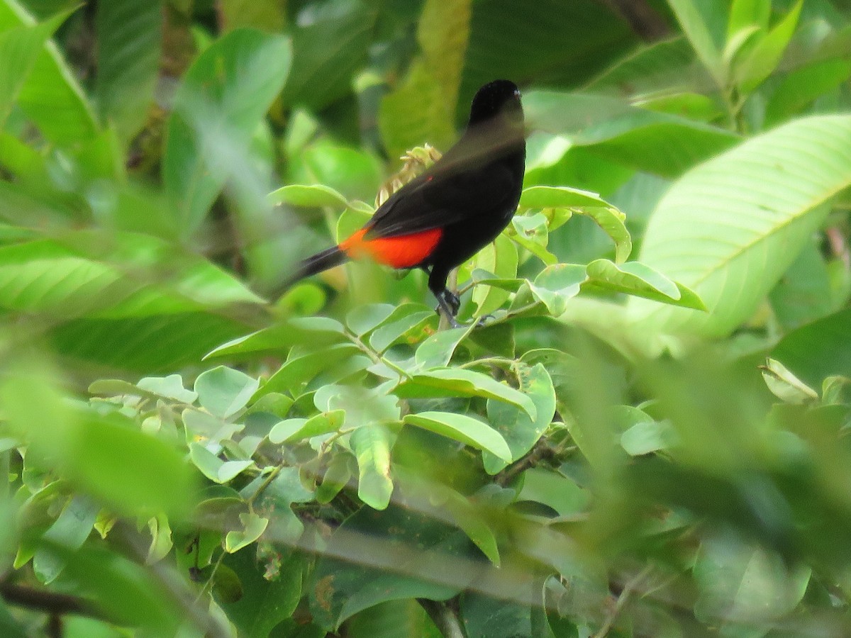 Scarlet-rumped Tanager (Passerini's) - ML107067341