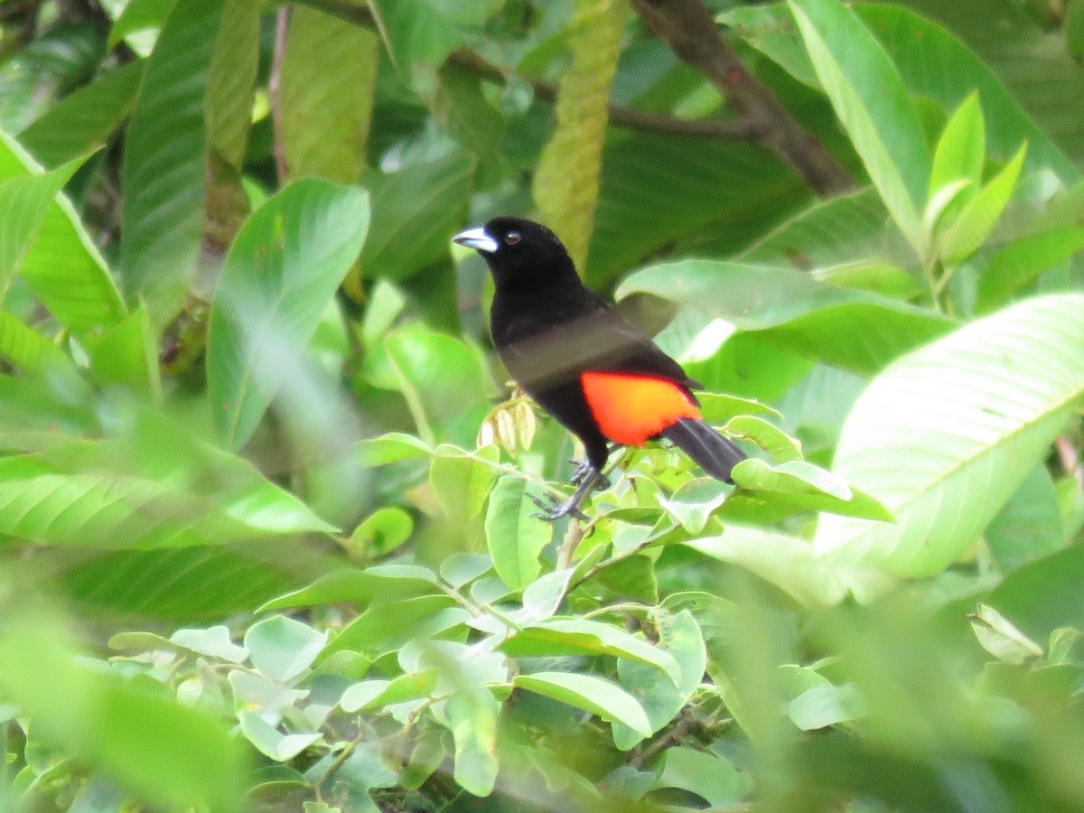 Scarlet-rumped Tanager (Passerini's) - ML107067381