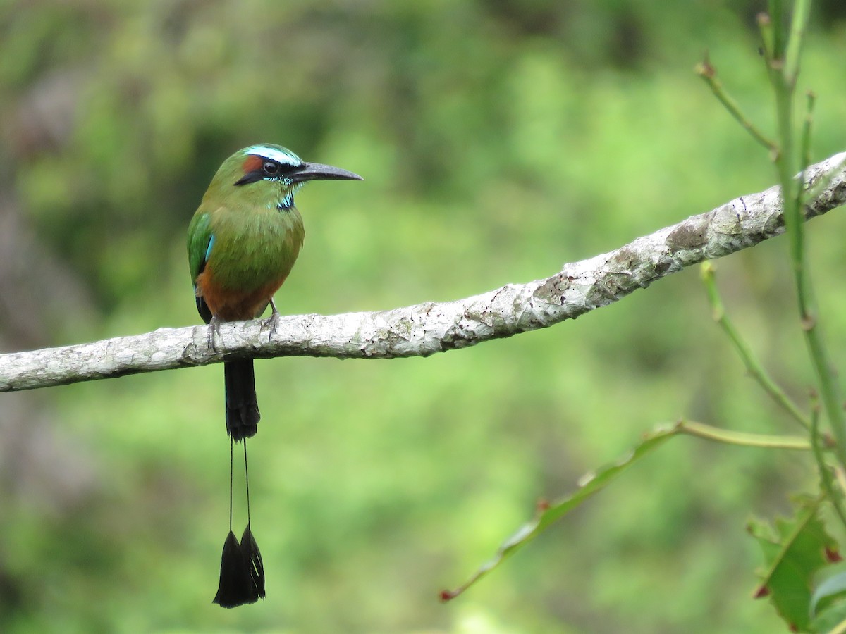 Motmot à sourcils bleus - ML107067501