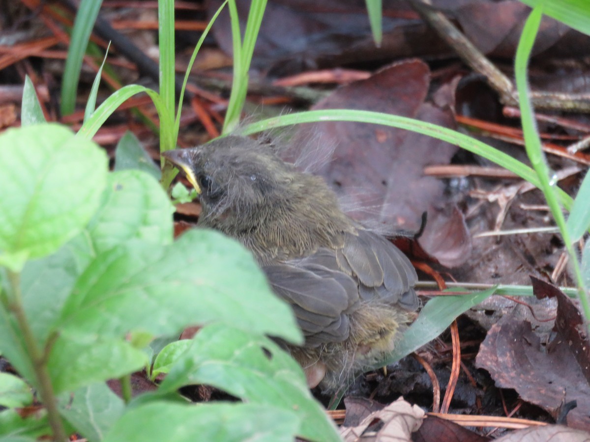 Green-backed Sparrow - ML107067551