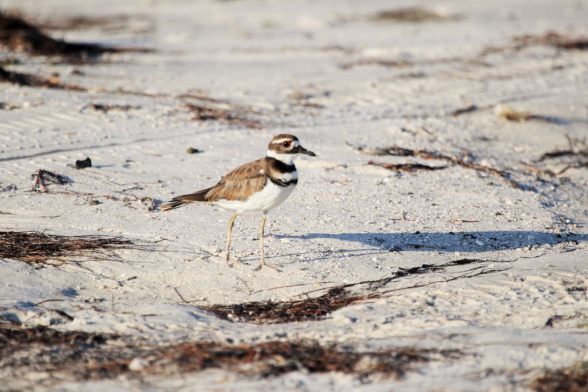 Killdeer - ML107067561