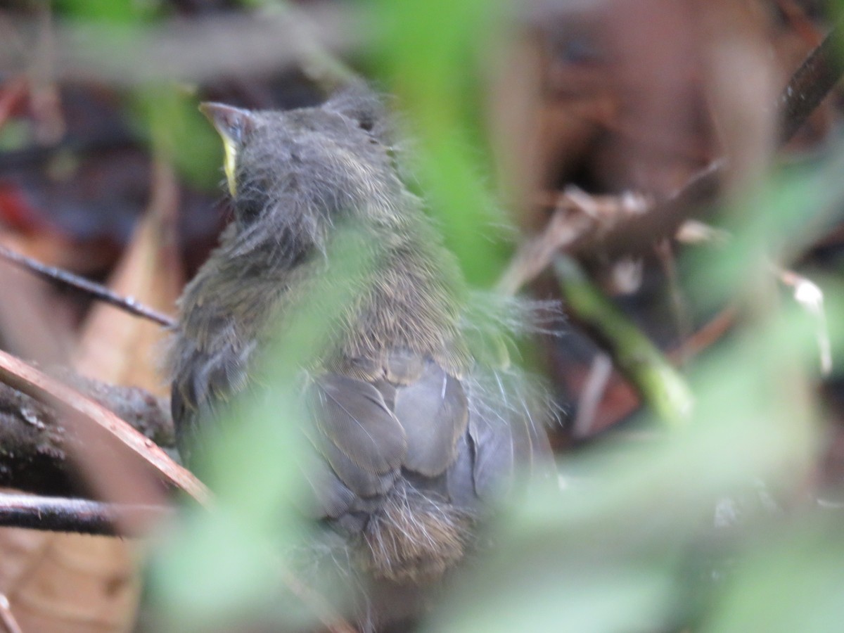 Green-backed Sparrow - ML107067641