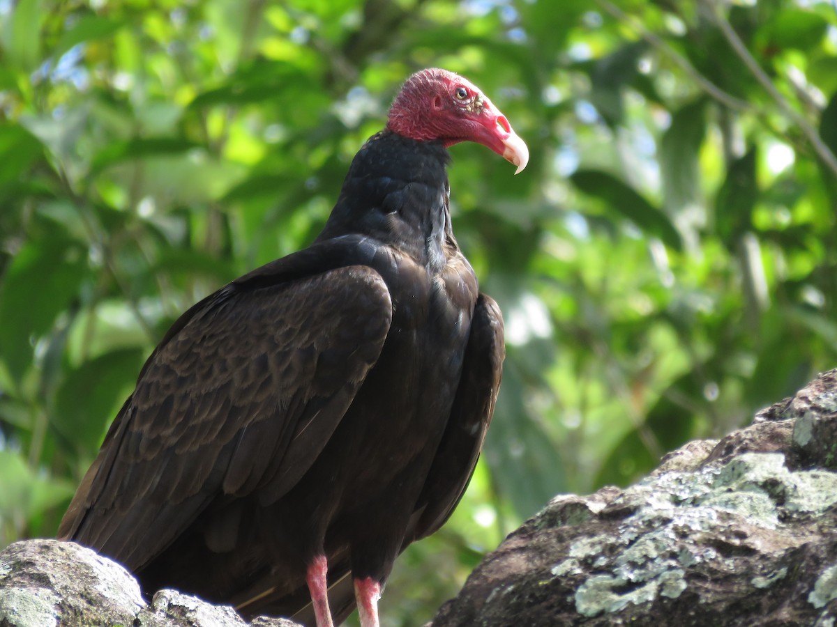 Urubu à tête rouge - ML107067791