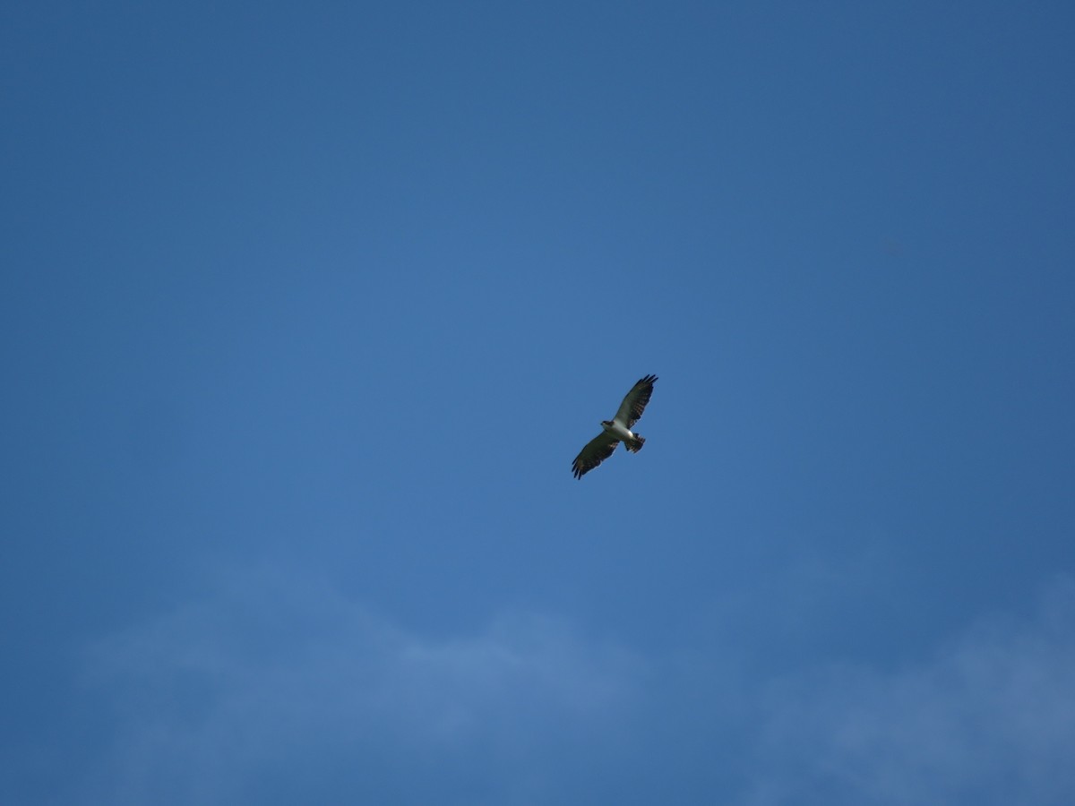 Short-tailed Hawk - ML107067841