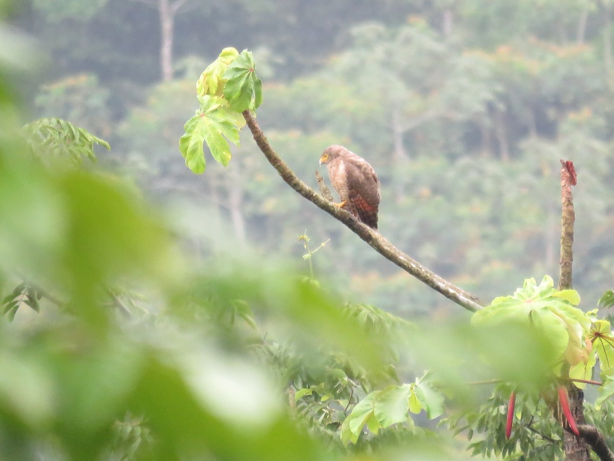 Roadside Hawk - ML107068521