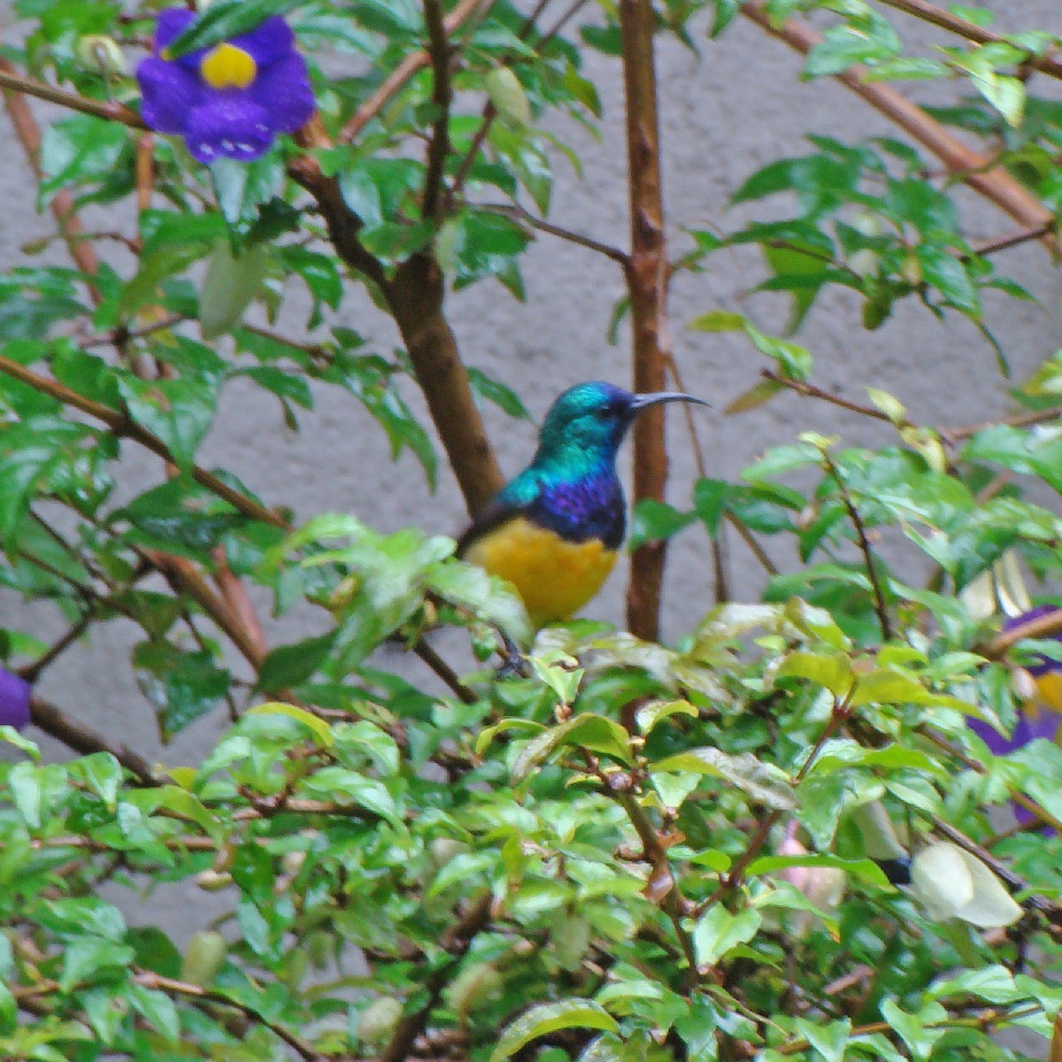 Variable Sunbird - ML107071391