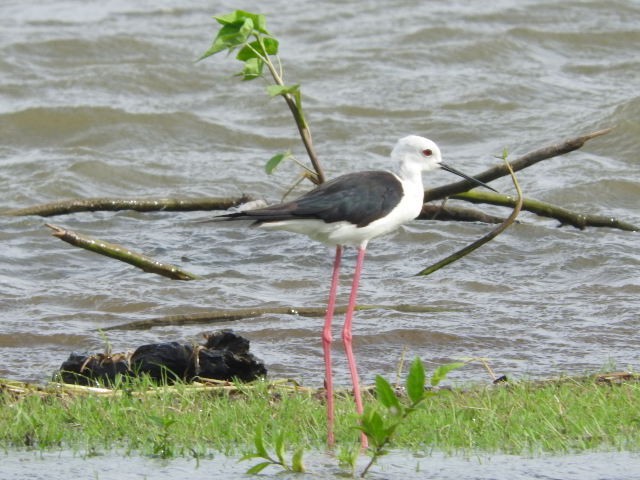 Black-winged Stilt - ML107071631