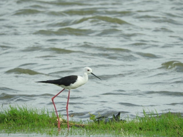 Black-winged Stilt - ML107071641