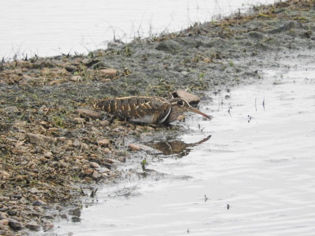 Greater Painted-Snipe - ML107072041