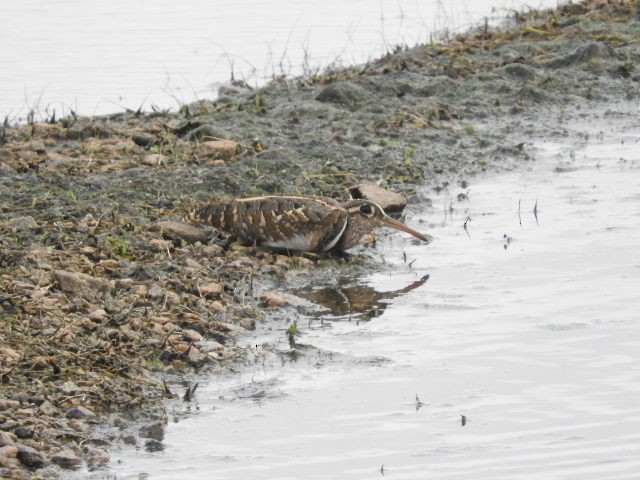 Greater Painted-Snipe - namassivayan lakshmanan