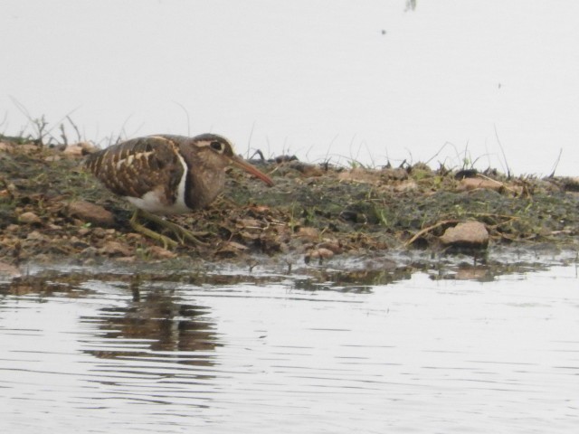 Greater Painted-Snipe - ML107072201