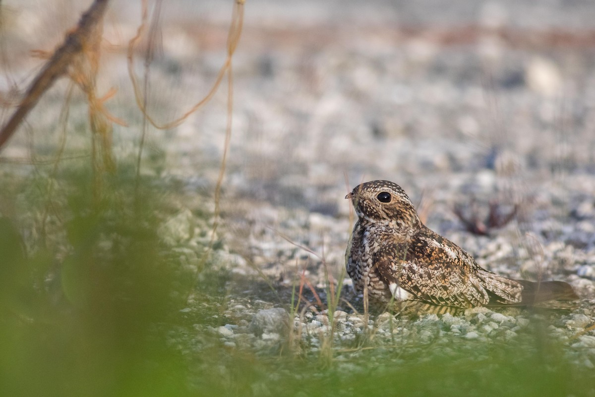 Antillean Nighthawk - ML107072301