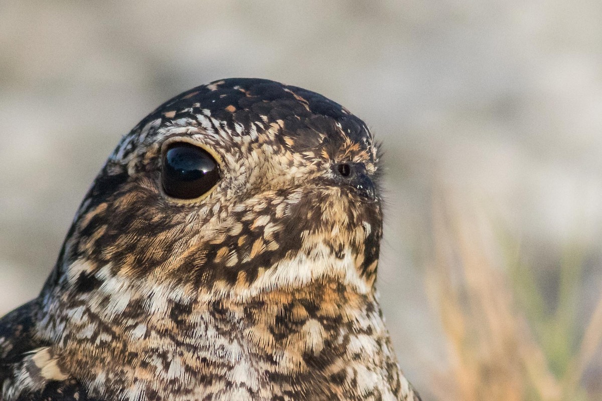 Antillean Nighthawk - ML107072321