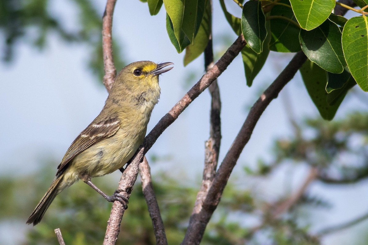 Thick-billed Vireo - Noah Frade