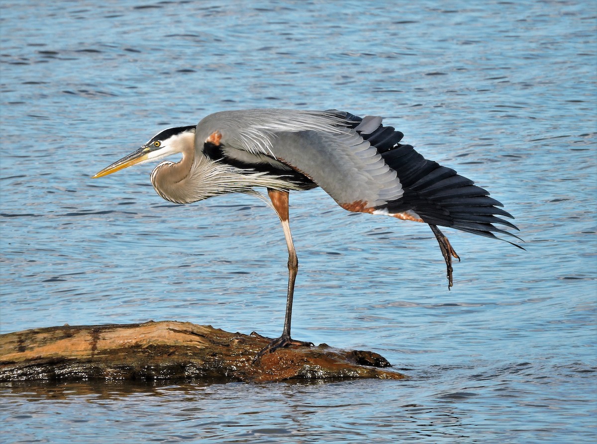 Great Blue Heron - ML107072551