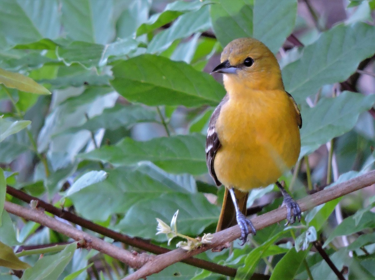 Orchard Oriole - ML107072691