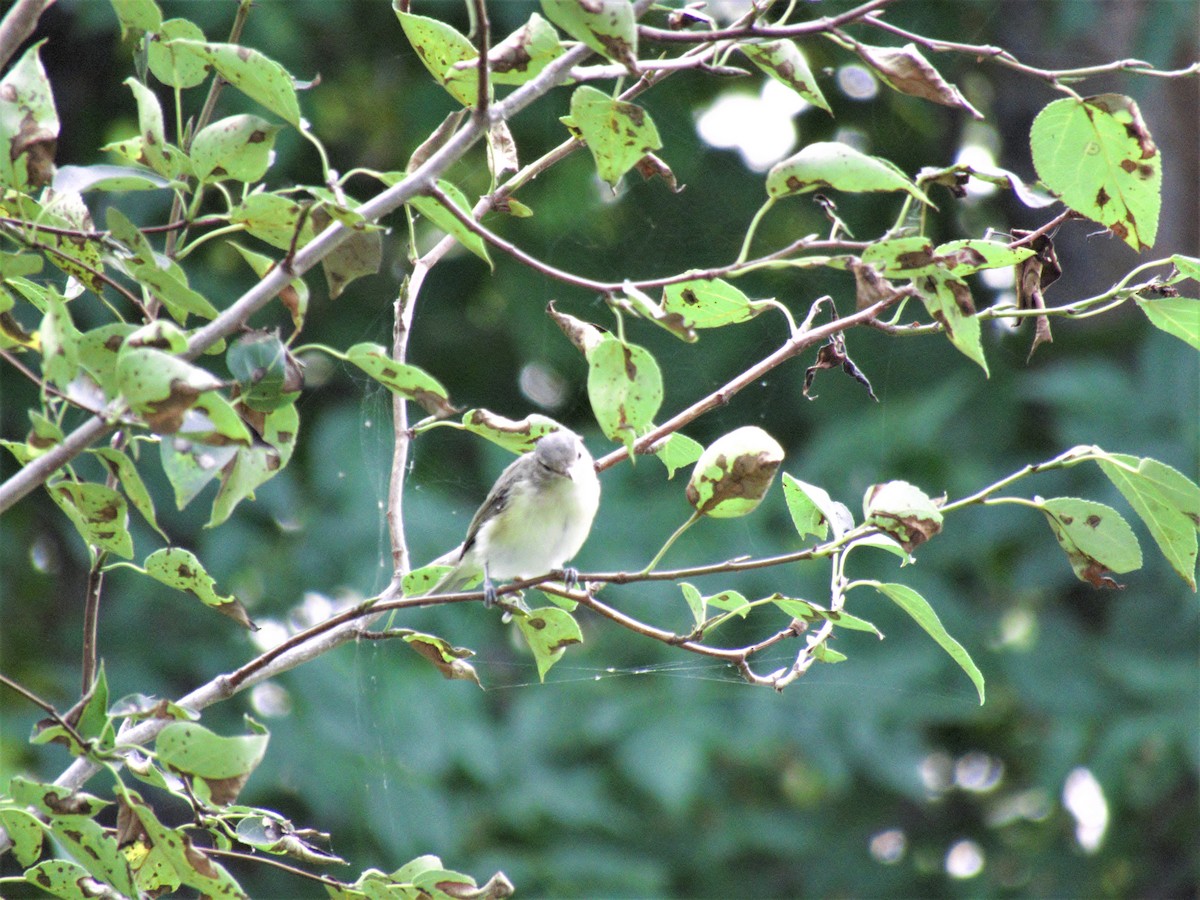 Philadelphia Vireo - ML107073911