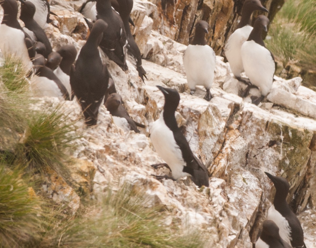Thick-billed Murre - ML107075001