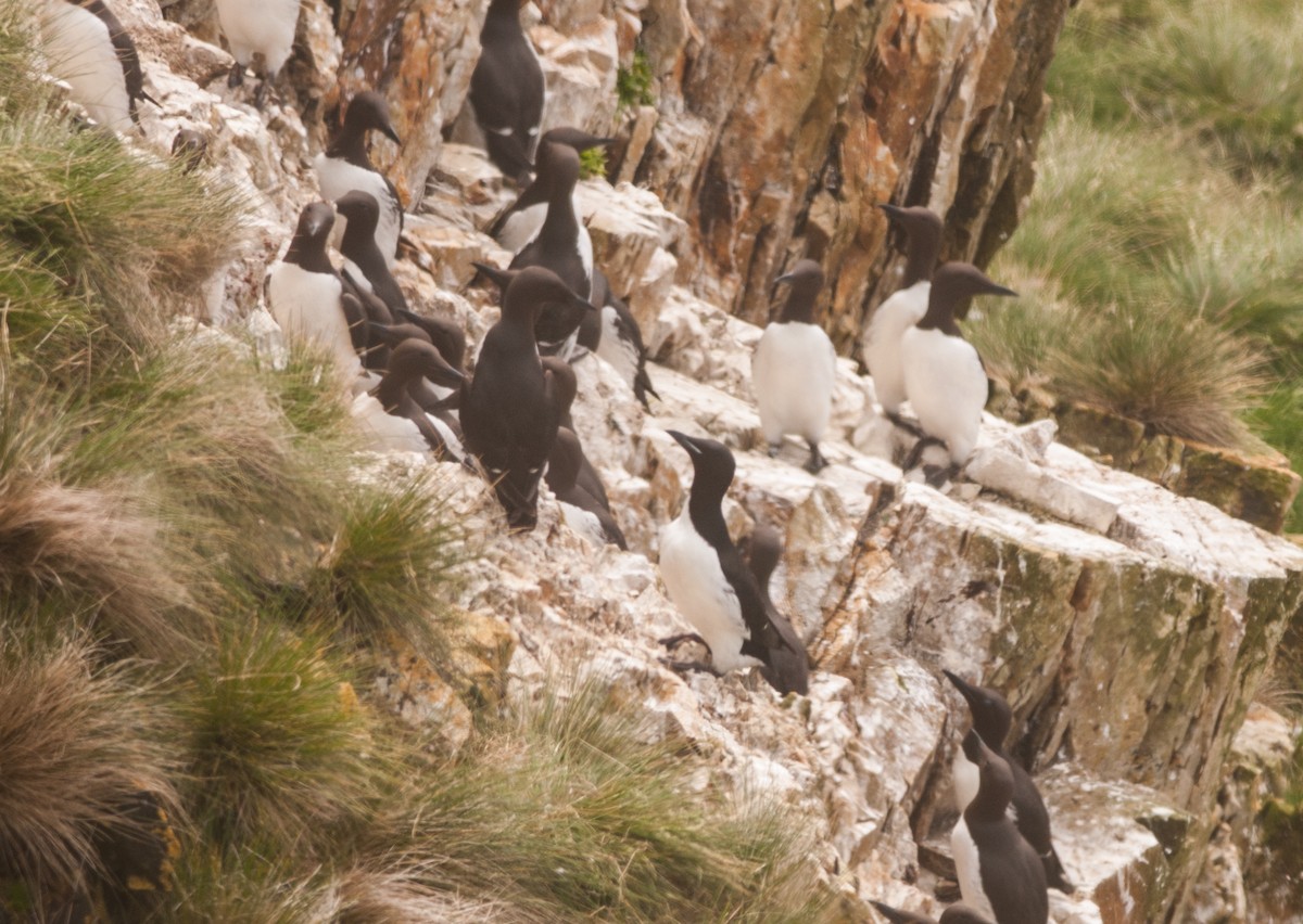 Thick-billed Murre - ML107075021