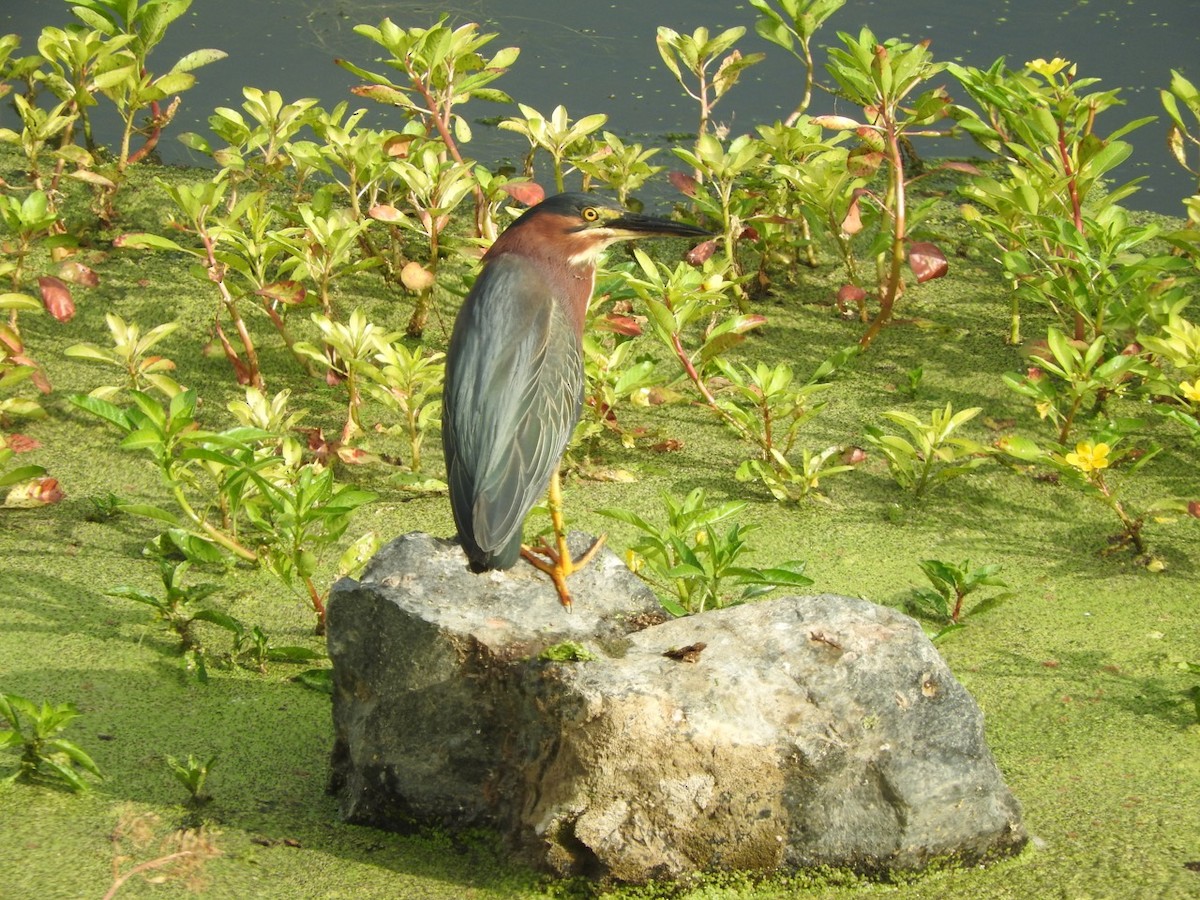 Green Heron - ML107076331