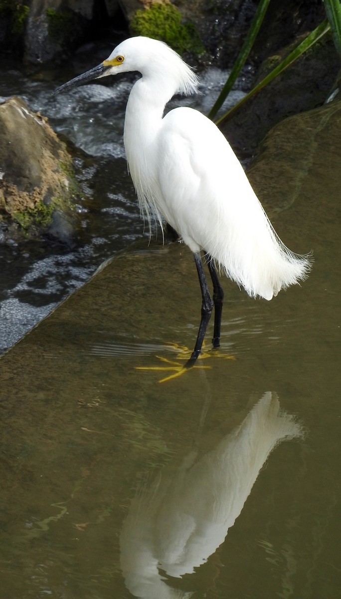 Snowy Egret - ML107076451