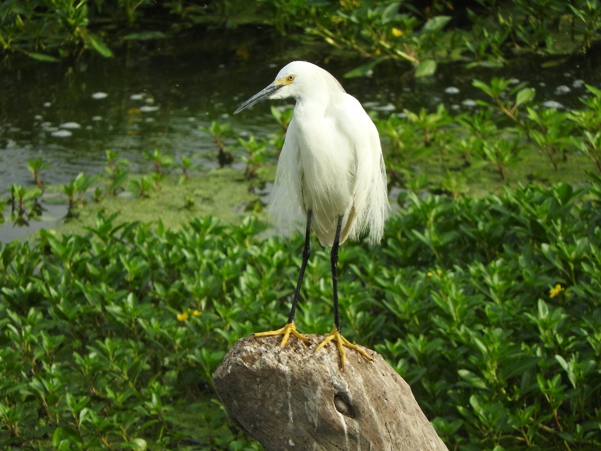 Snowy Egret - ML107076471