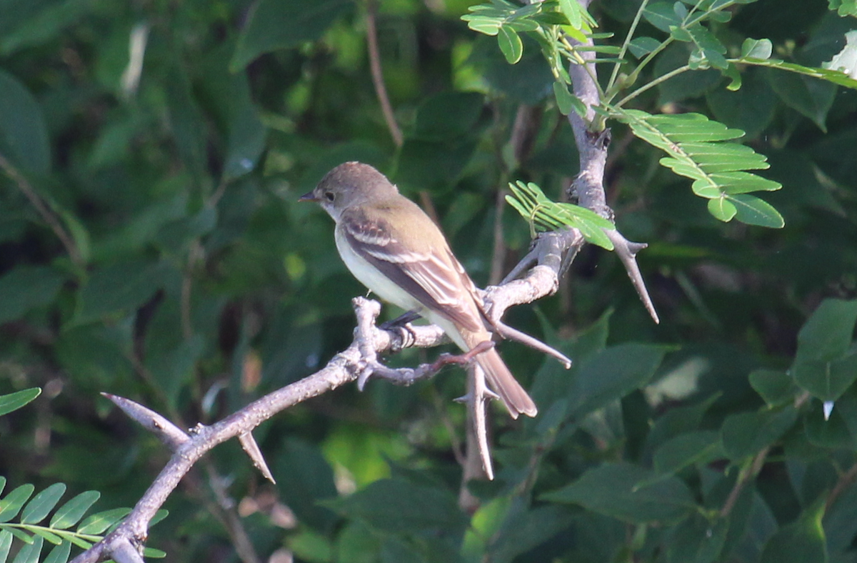 Willow Flycatcher - ML107076741