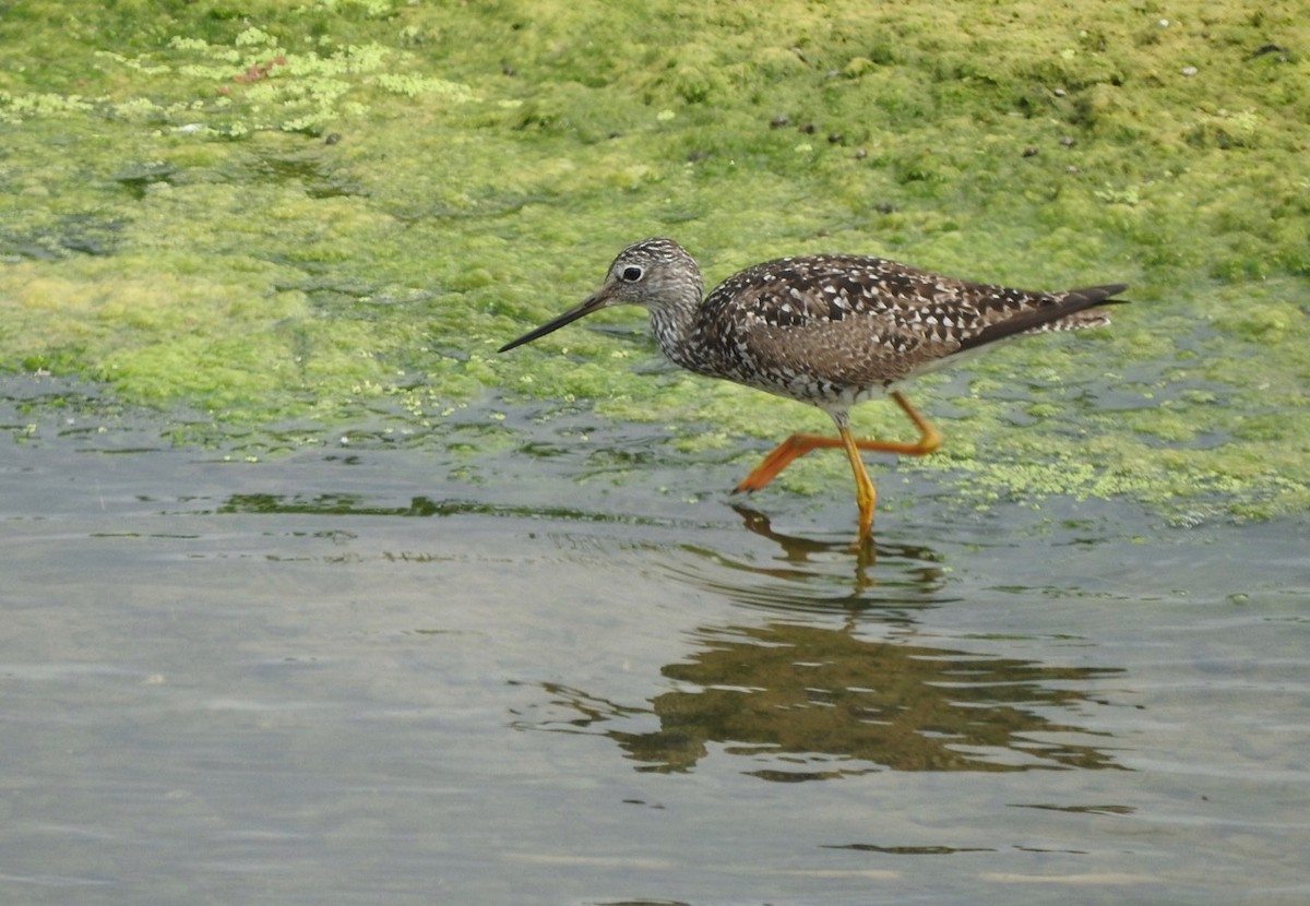 Greater Yellowlegs - ML107076981