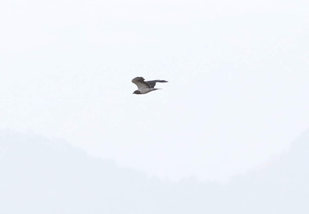 Swainson's Hawk - ML107078201