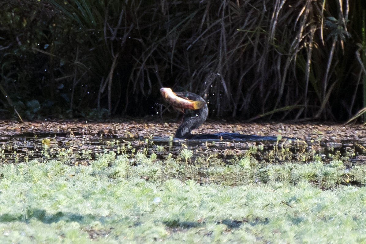 Neotropic Cormorant - Luiz Carlos Ramassotti