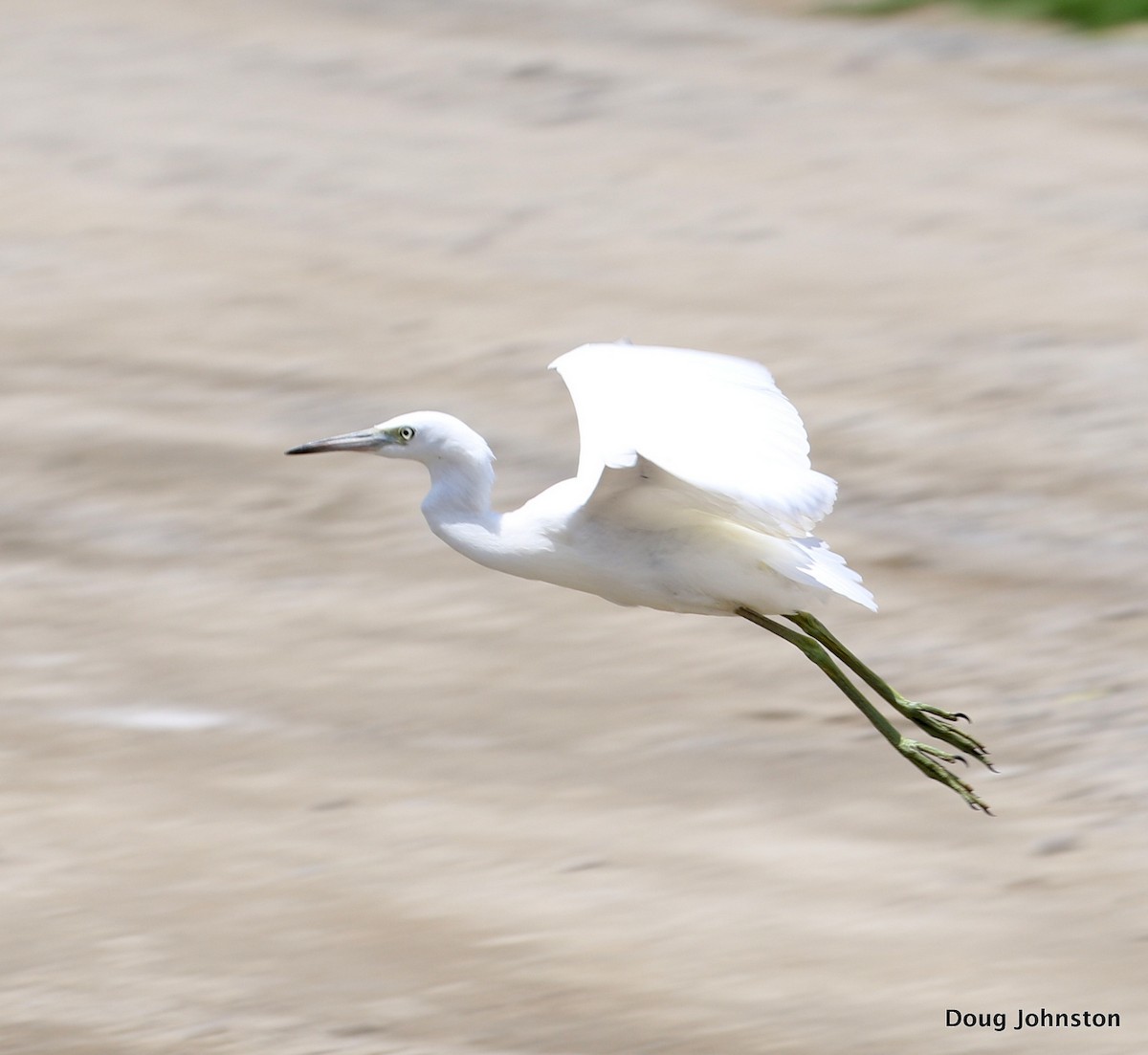 Aigrette bleue - ML107079881