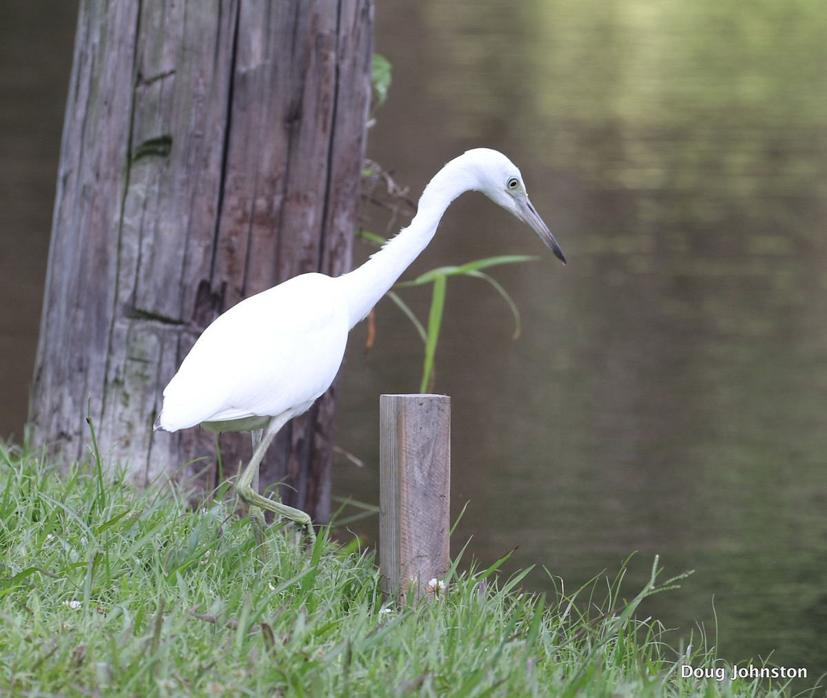 Aigrette bleue - ML107079891