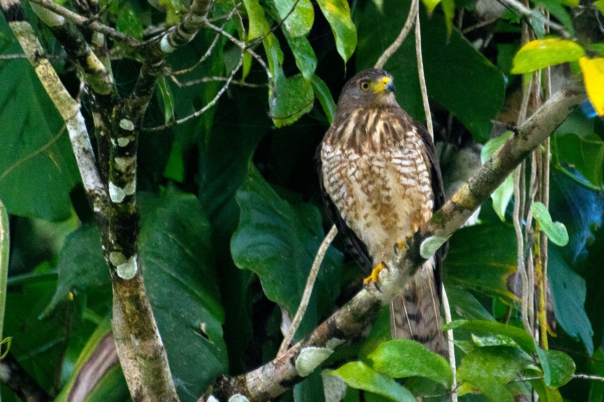 Roadside Hawk - ML107082171