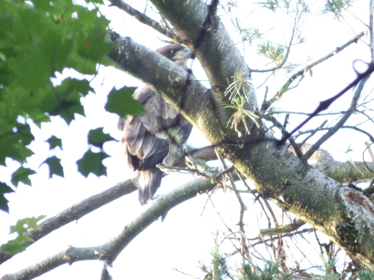 Bald Eagle - ML107082441