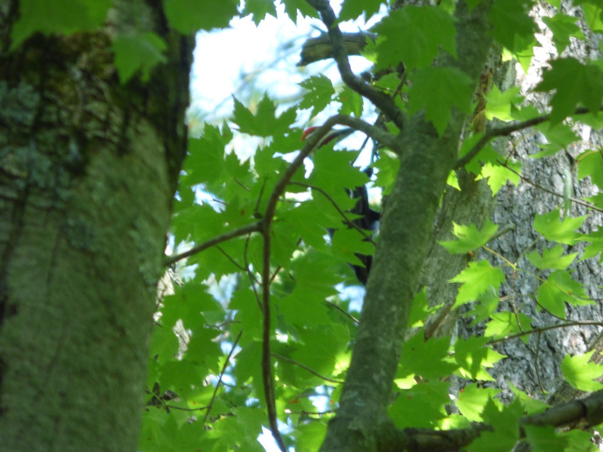 Pileated Woodpecker - ML107082561